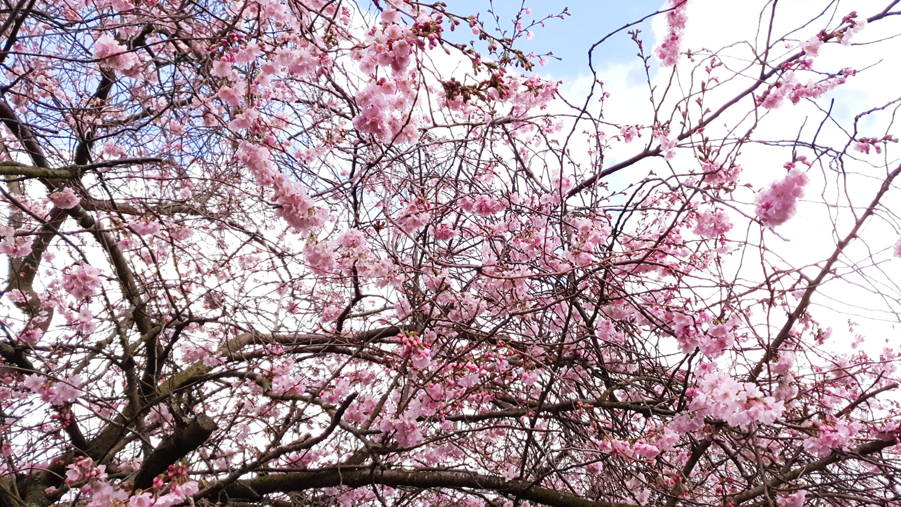 Top Places to See Cherry Blossom in Central London