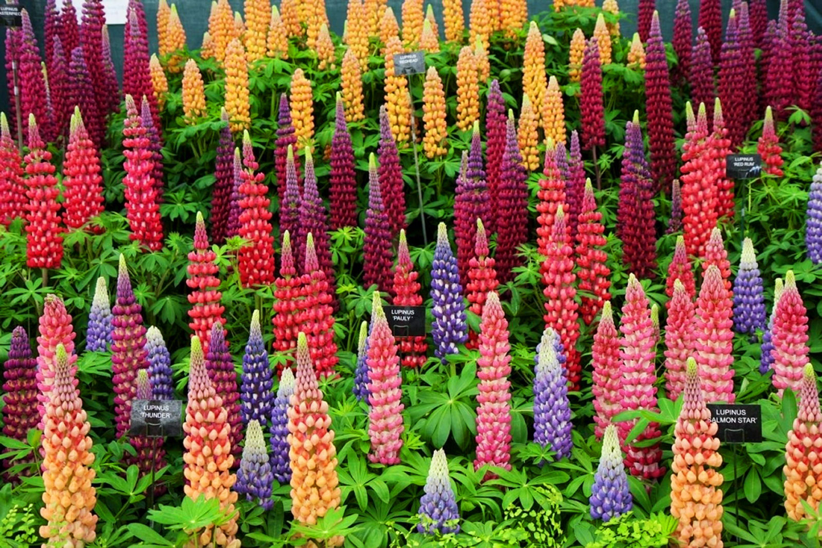 Five reasons to visit the RHS Chelsea Flower Show