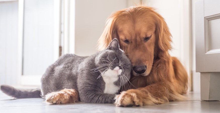 tenant keeping pets