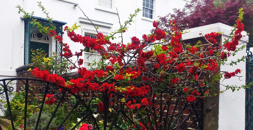 Gardens and Pets Welcome – the New Must-Haves for Renters